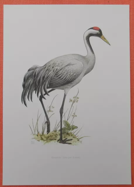 Kranich Grus grus Grauer Kranich  Farbdruck 1958 Ornithologie