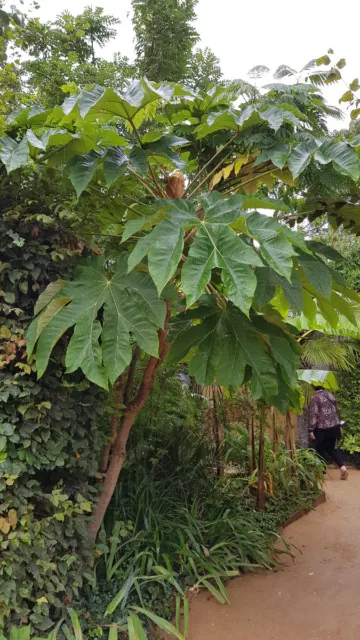 Tetrapanax papyrifera 'Rex' / Plante à papier de riz / Conteneur de 3 à 4 litres