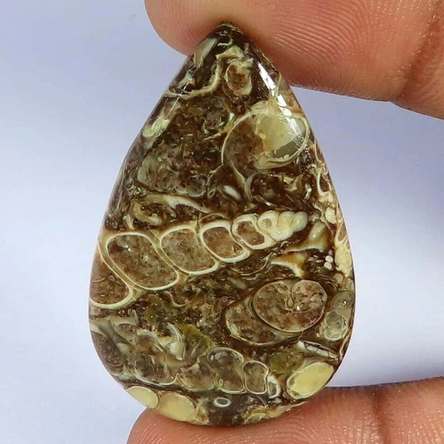 32.05Cts. 100% Naturel Fossile Turtella Poire Cabochon Pierres Précieuses...