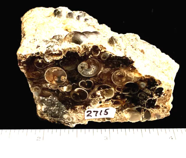 Fossil Turritella Agate With Polished Face