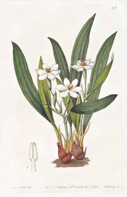 Eleutherine Anomala Fleurs Botanique Botany Edwards Gravure sur Cuivre 1843