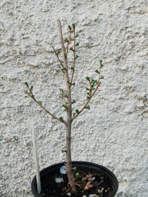 Bonsai - Pré bonsai mélèze du Japon 5