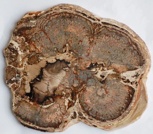 Large, Polished, Tonopah, Nevada Petrified Wood Round, Encased in Algae-Conifer