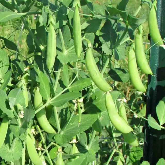 Sugarsnap Pea SUGAR ANN 25 Seeds HEIRLOOM WINTER Vegetable Garden DWARF snappeas