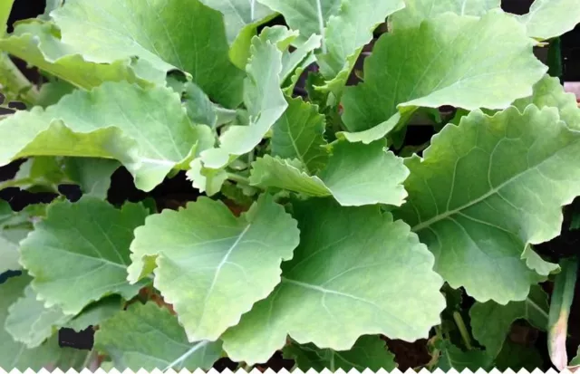 ☆ 5 boutures bio de chou perpetuel Daubenton Brassica oleracea - permaculture