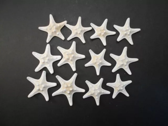 12 White Knobby Starfish 2-3" Beach Wedding Decor Nautical Crafts Hobby REAL