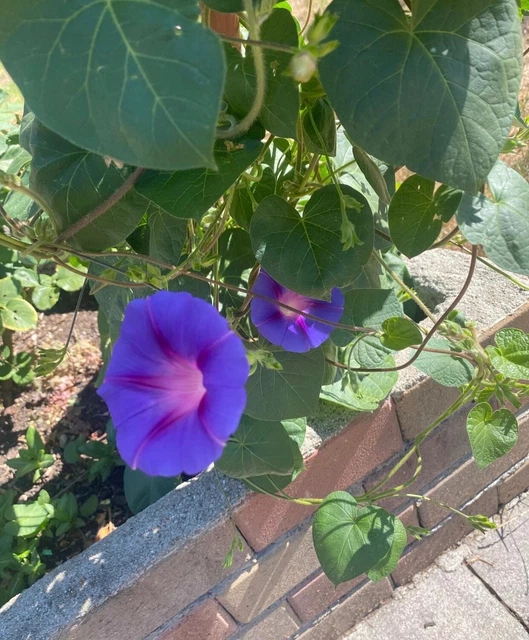 Ipomoea Purpurea | LA Campanella | Edmondo Giammatteo