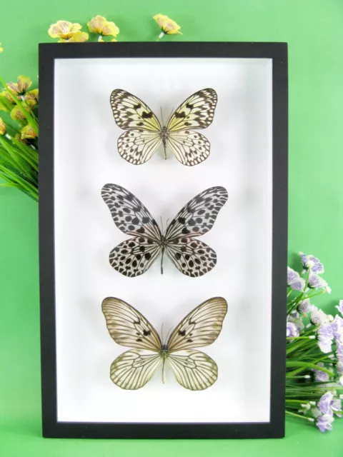 3 real beautiful and huge butterflies in the XXl showcase - single piece - 25