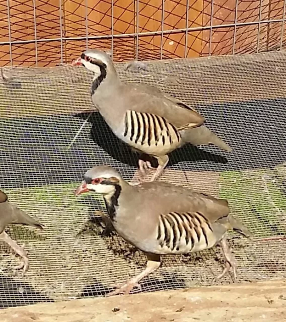 Chukar Partrige Hatching Eggs 20 Total