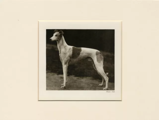 Greyhound Original Vintage 1931 Dog Print Mounted Ready To Frame