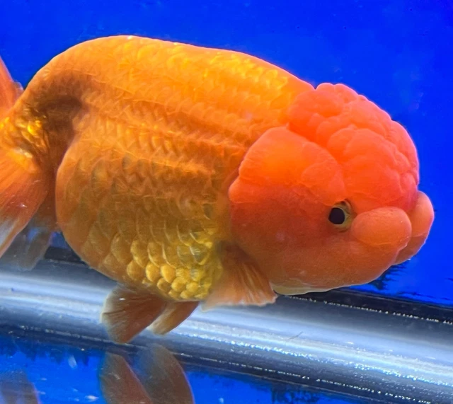Live Fancy Goldfish Ranchu 4.5-5 inches (RA-0002_02)