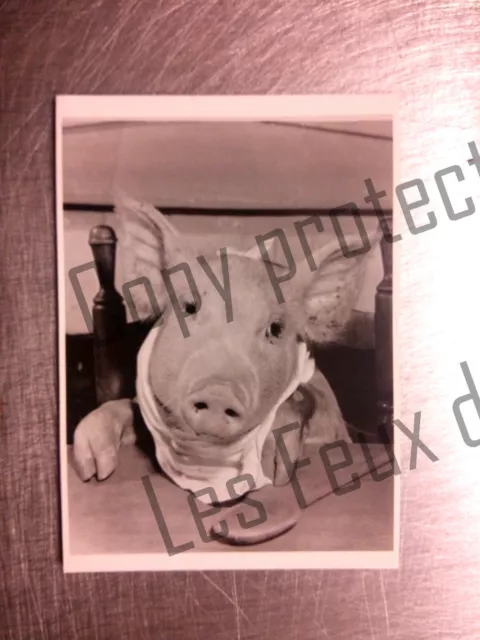 PIG AT DINNER WHERE'S THE BEEF photo CORSON DEVANEY  carte postale postcard