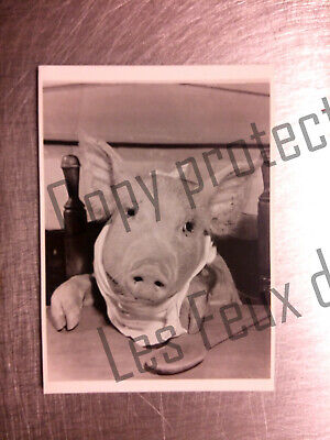 Pig at dinner where is the beef photo corson Devaney postcard postcard