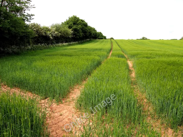 Photo 6x4 Barley Field Burton Pidsea  c2011