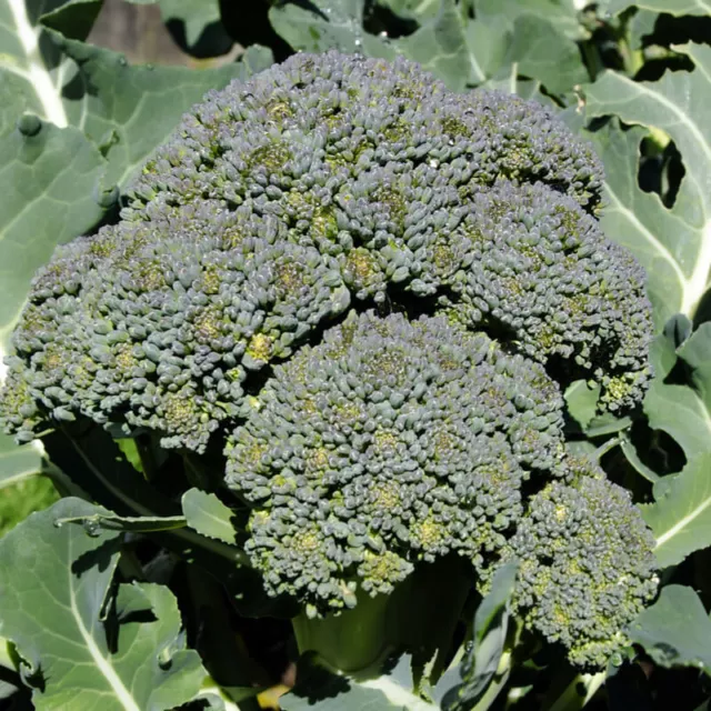 200 Graines de Chou Brocoli vert Cézar, Broccoli Green Cézar Heirloom seeds