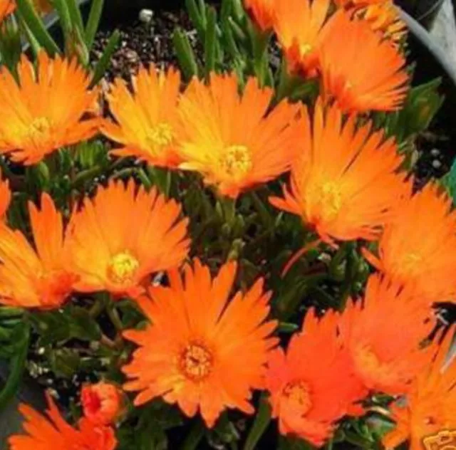 Lampranthus plug plants succulent orange daisy flowers perennial, pack of 3