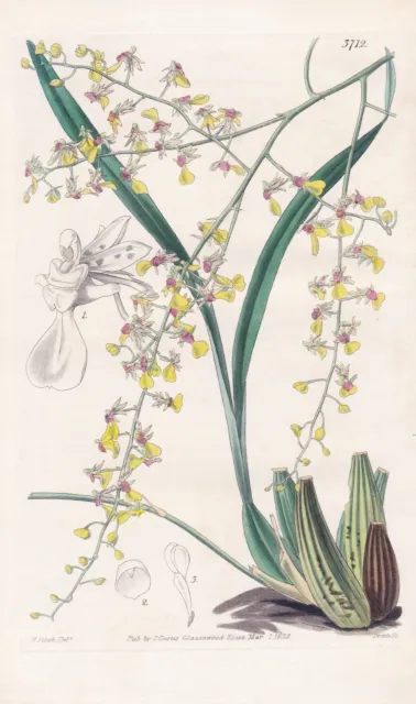 Oncidium Raniferum Brasil Orchidea Orchid Fiore Botany Engraving Curtis 3712