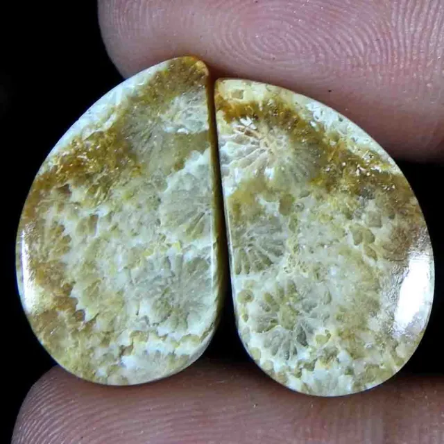 21.60 Ct Natural Fossil Coral Fancy Pair Cabochon 20x12x3 Loose Gemstone