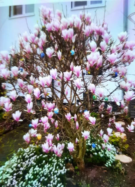 Tulpen  magnolie Stamm Winterhart