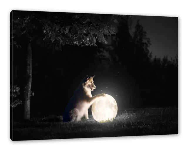 Perro Con Luminoso Luna por la Noche B&W Detalle, Foto en Lienzo