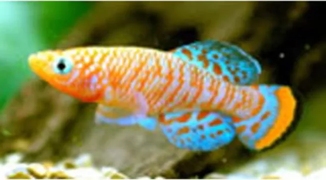 30 Oeufs Nothobranchius Rachovii Beira Killifish Killi Éclosion Oeuf Poisson Tropical