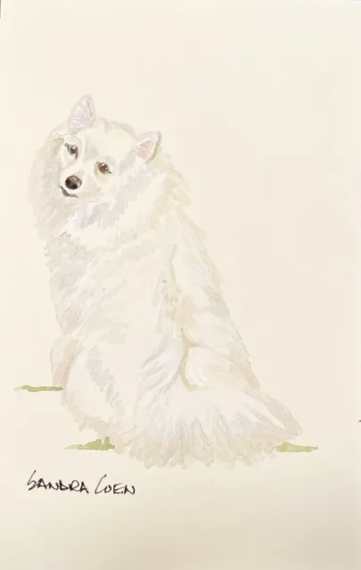 American Eskimo Dog Original Watercolor by Sandra Coen sitting