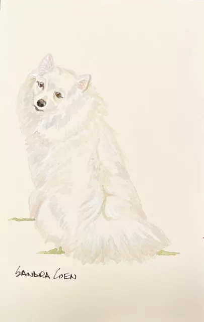 American Eskimo Dog Original Watercolor by Sandra Coen sitting