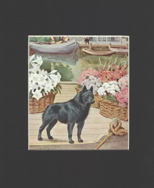 Schipperke - Vintage Color Dog Art Print - MATTED