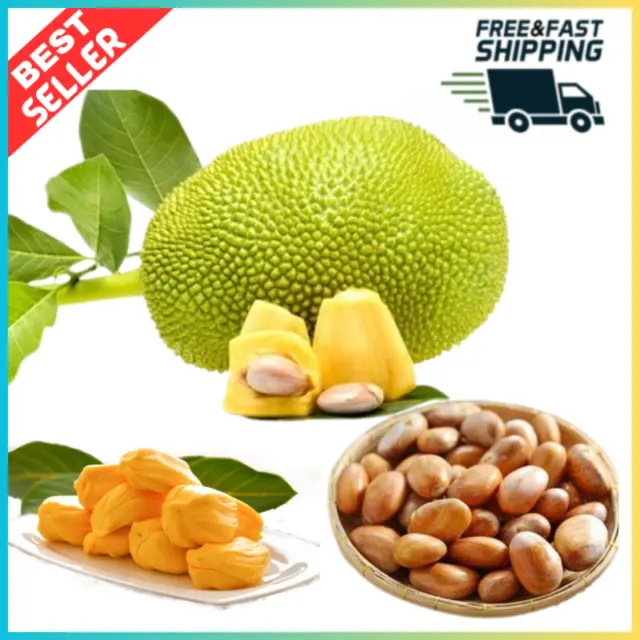 20 Seeds Organic Fresh Jack fruit Seeds Natural Tropical Worlds largest Dried