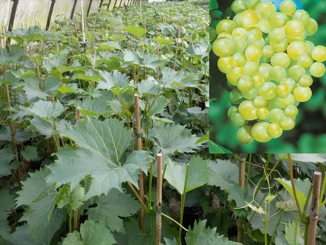 Vitis vinifera Solaris Weinrebe Tafeltraube Weintraube Winzersorte