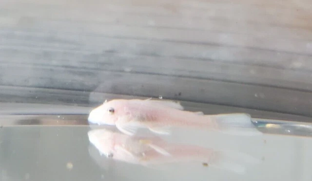NEOAQUATICS Snow White Pleco 1" Bristlenose
