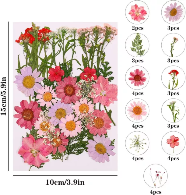 105 Stück Natürliche Getrocknete Blumen, DIY Gepresste Blumen Gemischte G 3