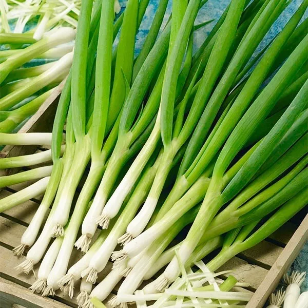 Spring Onion - White Lisbon 500 Seeds - Vegetable Seeds