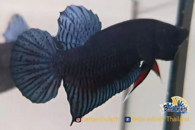"Vvip" Premium Live Betta : (Champion Bloodline) Siam Combat Betta