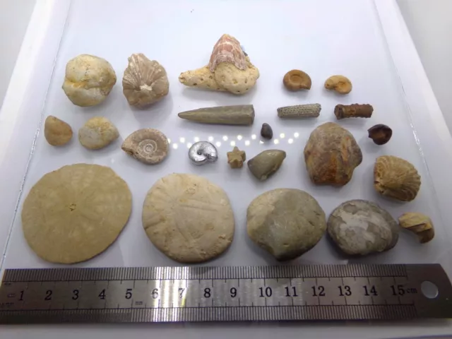 Beau lot d'oursins et coquillages fossiles 3
