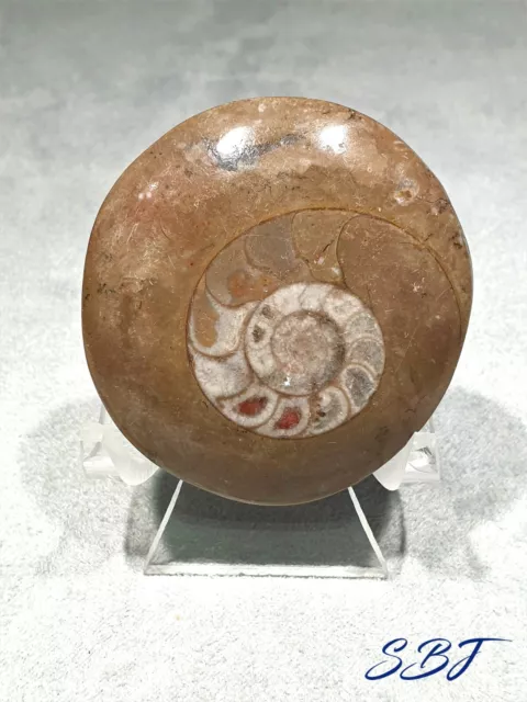 Fossilised Ammonite cut and polished complete with display stand 5cm long