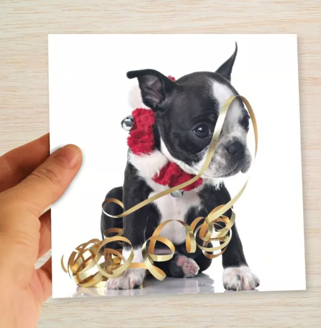 Boston Terrier  Christmas Cards & Packs - Cute Dog Xmas Cards "In a Tangle!"