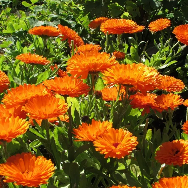 Pot Marigold 'Orange King' / Calendula officinalis / Hardy / 300 seeds