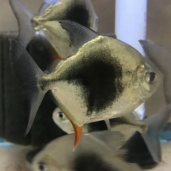 1 Live Blackberry Silver Dollar Tetra Premium Freshwater Tropical Fish Grade A++