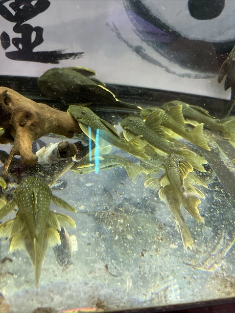 L200 Green Phantom Pleco (Hemiancistrus subviridis) 6 Inch Tropical Live Fish