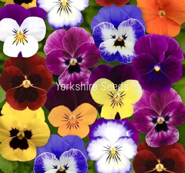 30x Viola Cornuta Trailing Teardrops F1 Winter Mix Seeds - Flower