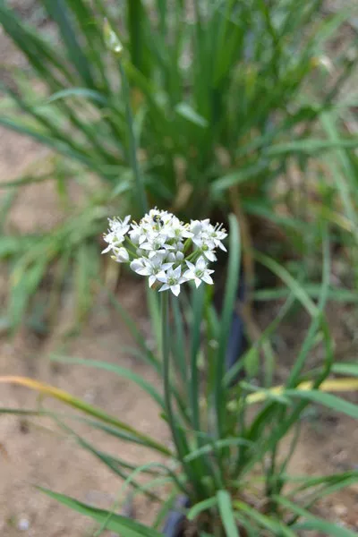 50 Semillas de Cebollino Chino (allium tuberosum) seeds, llavors