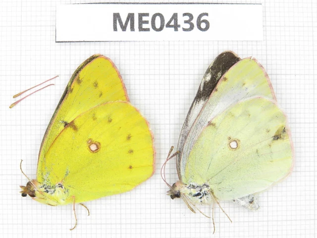 Butterfly. Colias sp. Jilin, Baishan, Fusong county. 1P. ME0436.