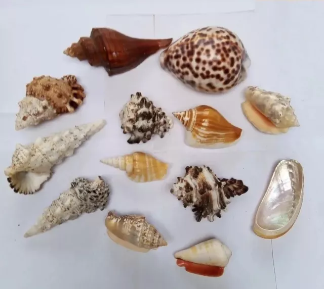 Nice mix of medium shells up to cm, tiger cowrie, bursa, conch, abalone