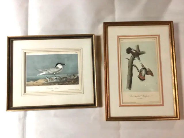 AUTHENTIC Audubon Bird Prints, Red Shafted Woodpeckers + Sandwich Tern 1829-1844