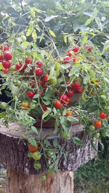 10 graines de tomate rare Tumbling Tom cherry heirloom tomato seeds méth.bio 3