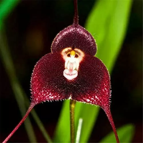 10 graines d'ORCHIDÉE EN FORME DE SINGE ROUGE