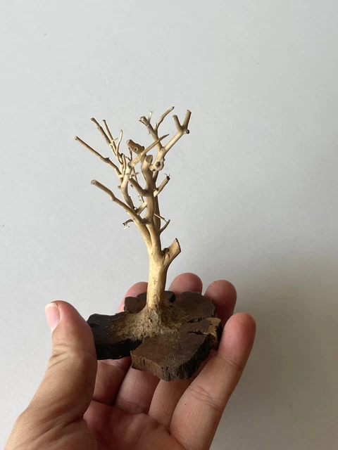Bonsai Driftwood Moss Tree Aquarium Freshwater Planted Tank Fish Shrimp - MN01