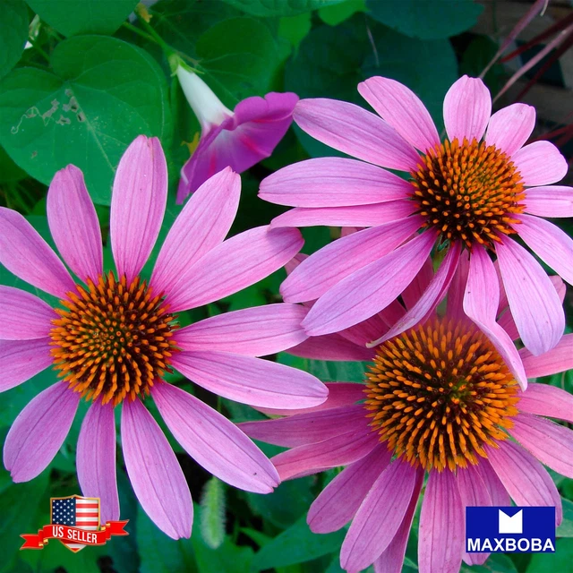 Echinacea - Purple Coneflower Seeds Non-GMO / Heirloom / Herb Garden Fresh
