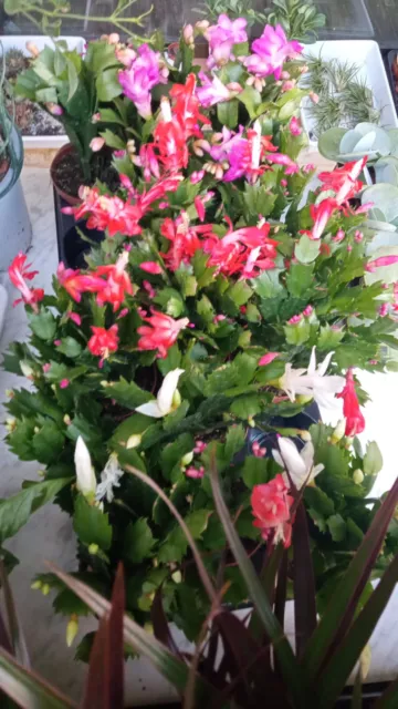 Cactus de Navidad flor Roja rosa y blanca 1 Planta con raiz Suculenta joven 8 cm